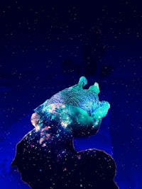 an image of a turtle in space